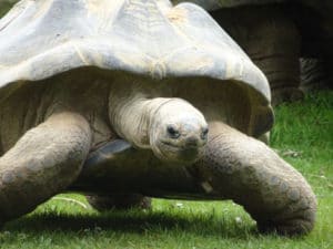 Ode to a Tortoise