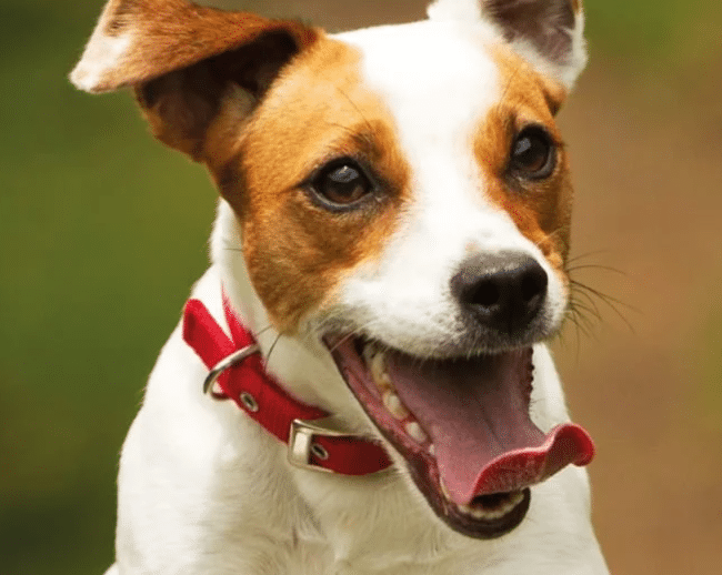 Walk Your Pup To Stop Homelessness!